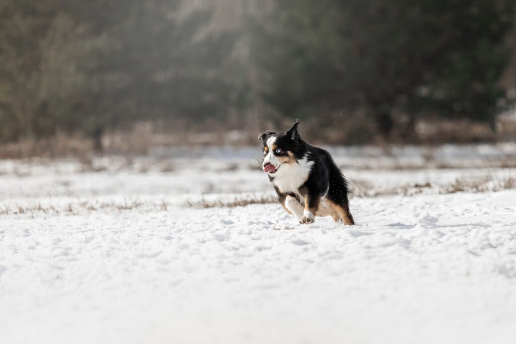 Miniature,American,Shepherd,Dog,In,The,Snow.,Dog,In,Winter