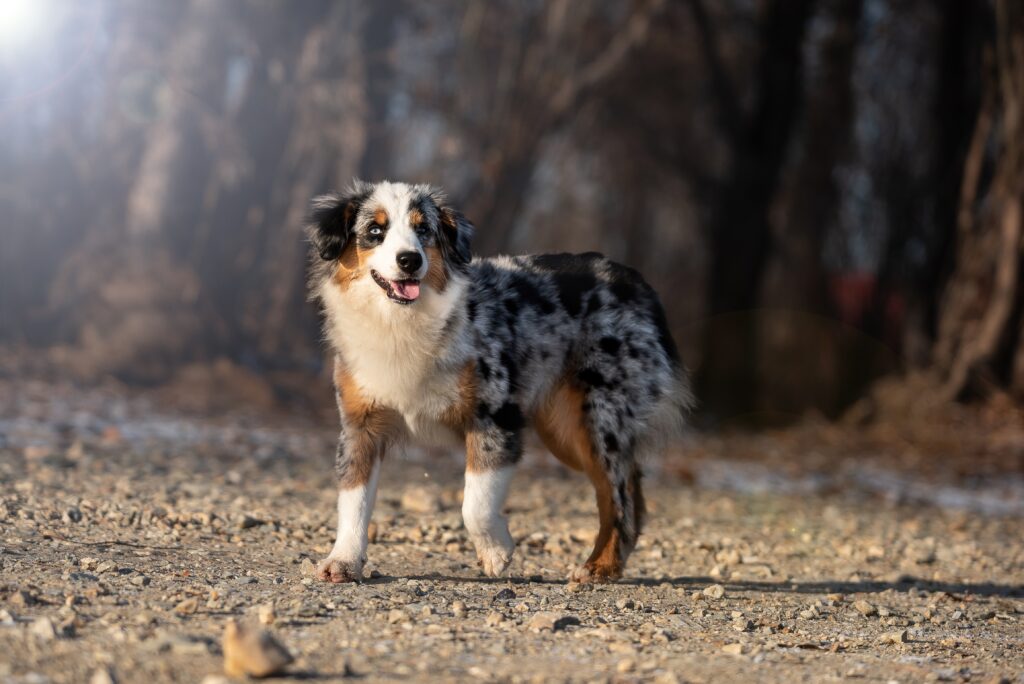 Miniature,American,Shepherd,With,Different,Eyes,In,The,Sun