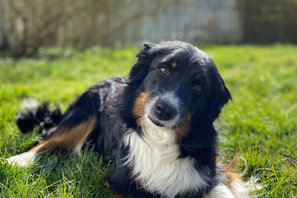 Billede af en Miniature American Shepherd