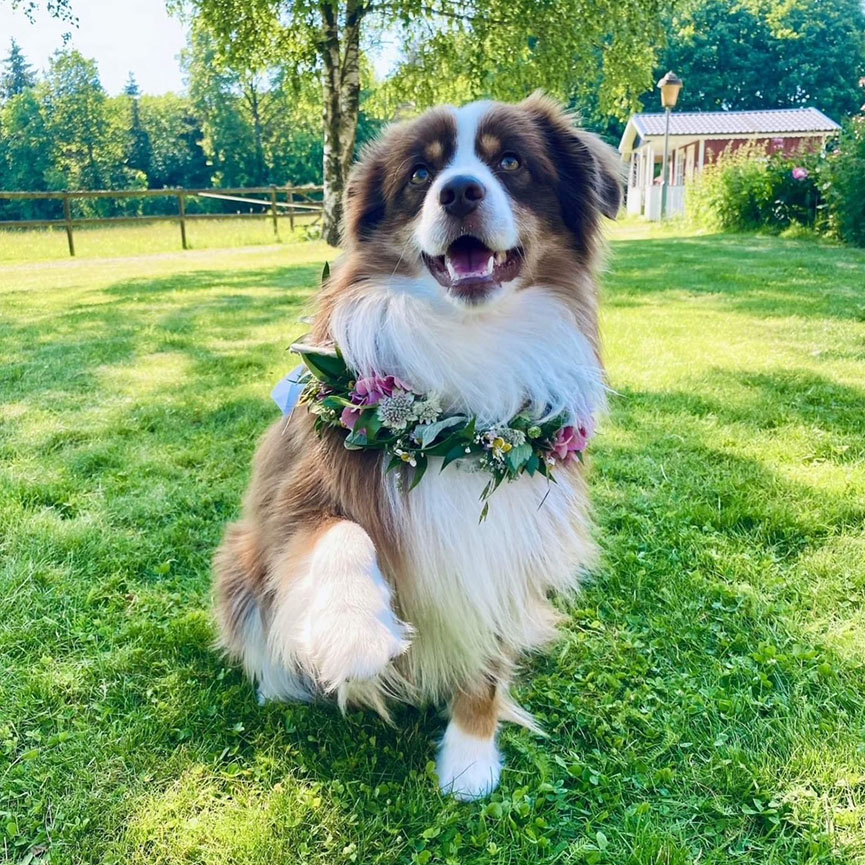 billede-af-en-miniature-american-shepherd-03 Billede af en Miniature American Shepherd