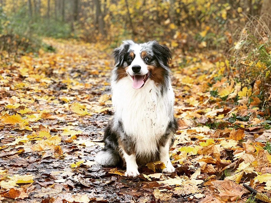 Billede af en Miniature American Shepherd