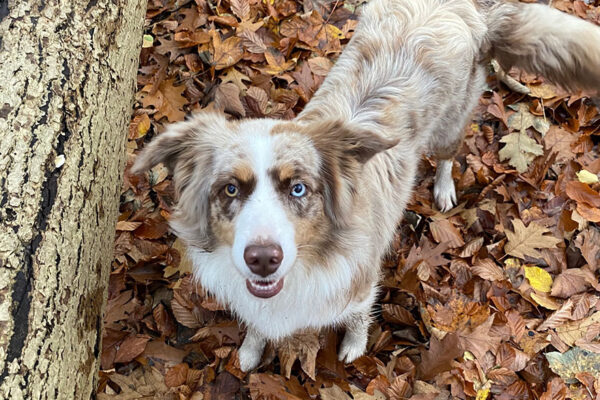 Billede af en Miniature American Shepherd