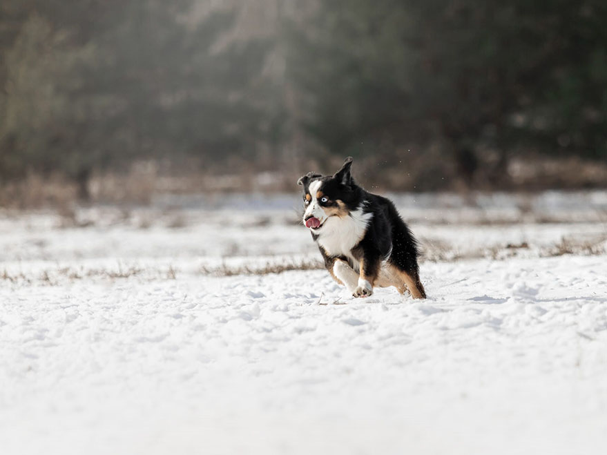 Billede af en Miniature American Shepherd
