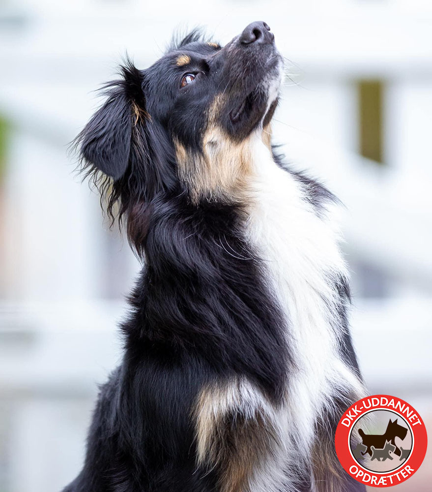 Billede af en Miniature American Shepherd