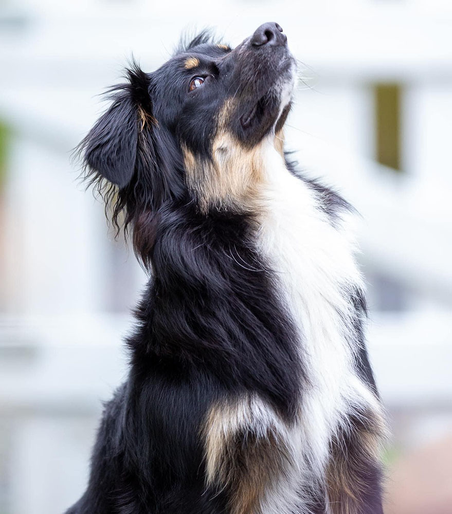 Billede af en Miniature American Shepherd