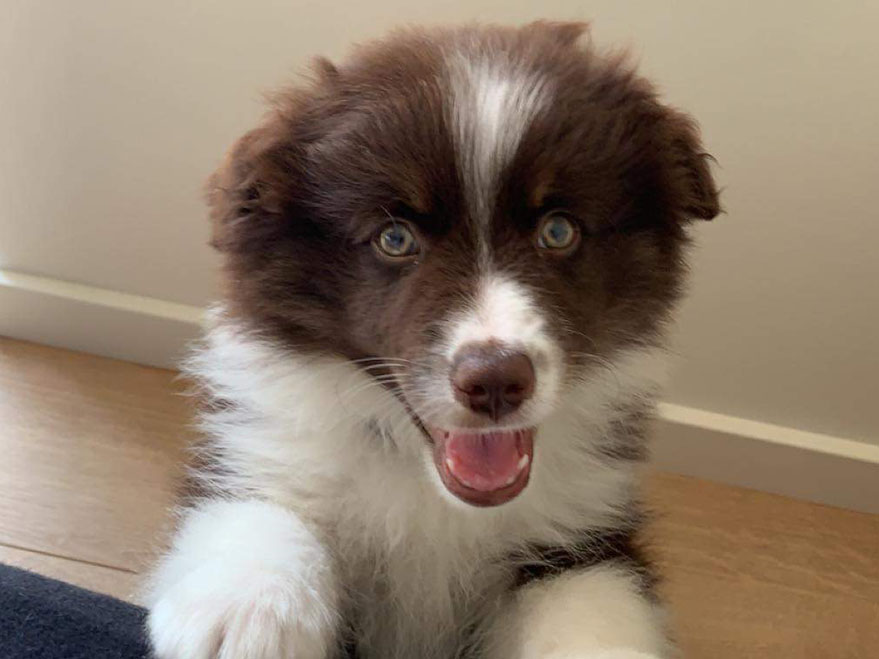 Miniature American Shepherd hvalp