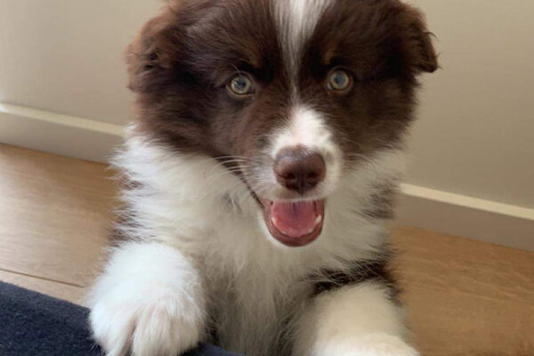 Miniature American Shepherd hvalp
